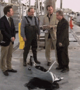 shark.gif