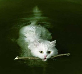 cat_swims.jpg