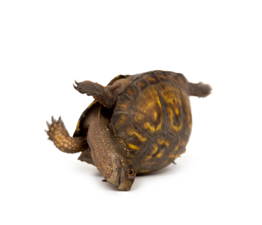 turtle.jpg