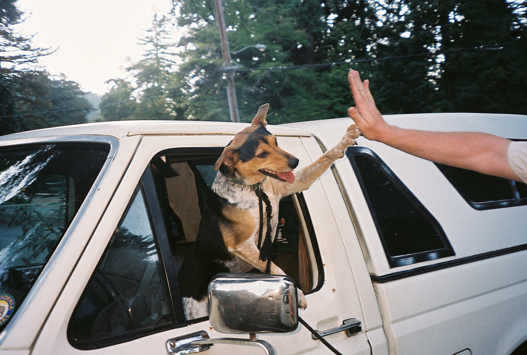 dog_high_five.jpg