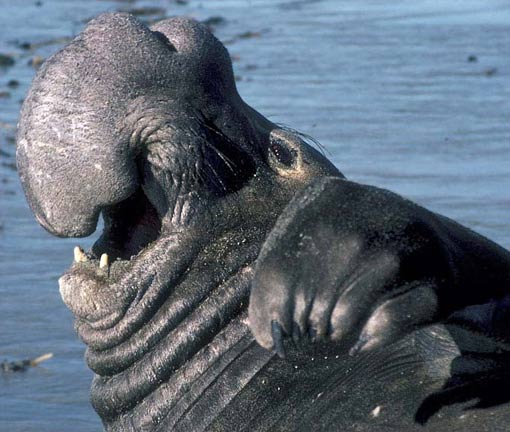 male-elephant-seal.jpg