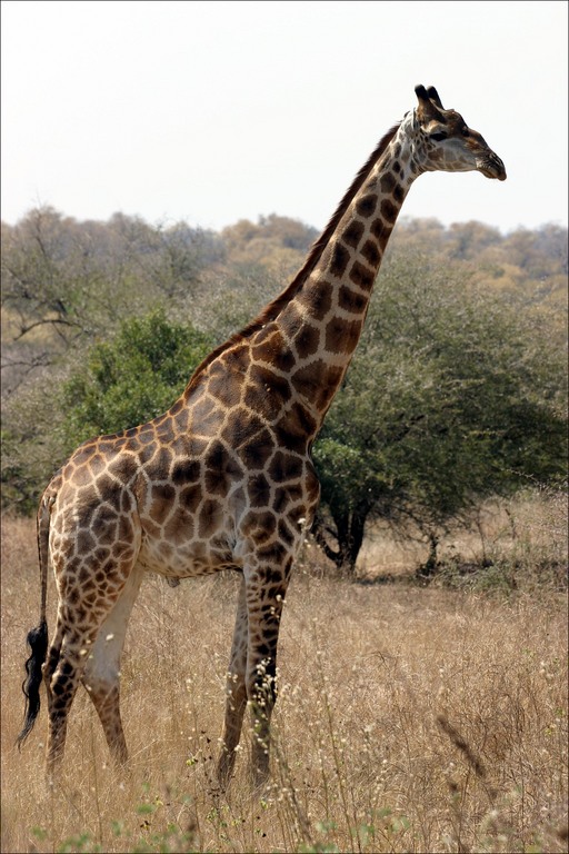 giraffe-1.jpg