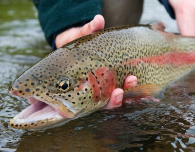 RainbowTrout_MendLess_2.jpg