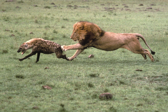 Lion-Chases-Hyena.jpg